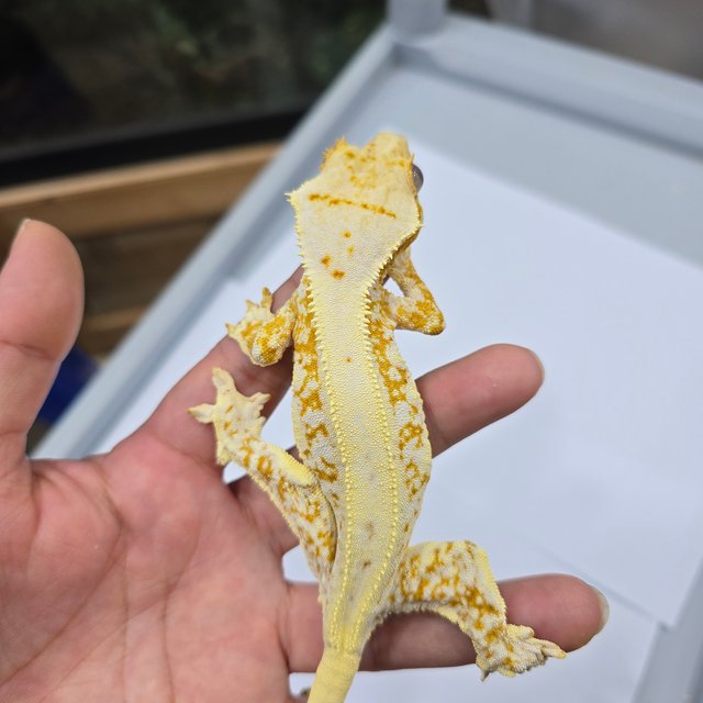 릴리화이트 크림