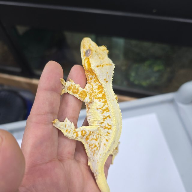 릴리화이트 크림