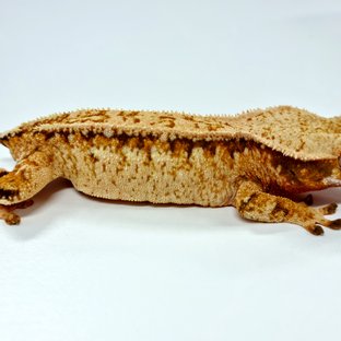 노멀 드리피 트라이 화이트스팟 화이트포트홀