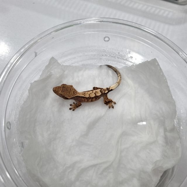 세이블