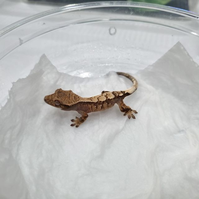 세이블