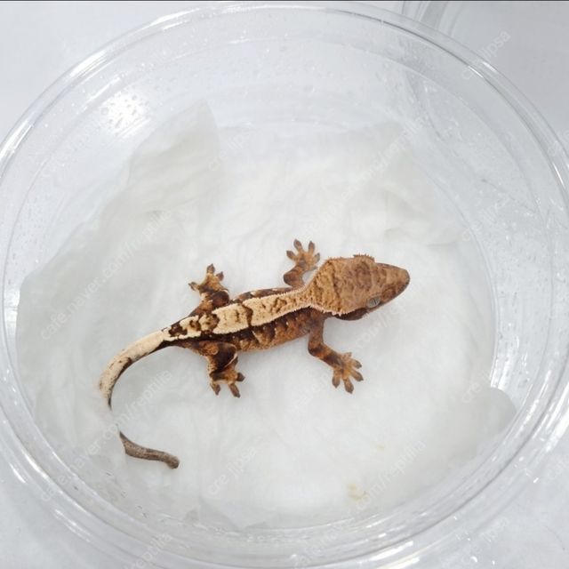 세이블 트라이 텐저린