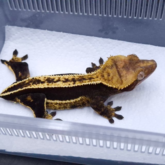 100%헷아잔틱 쿼드 풀핀