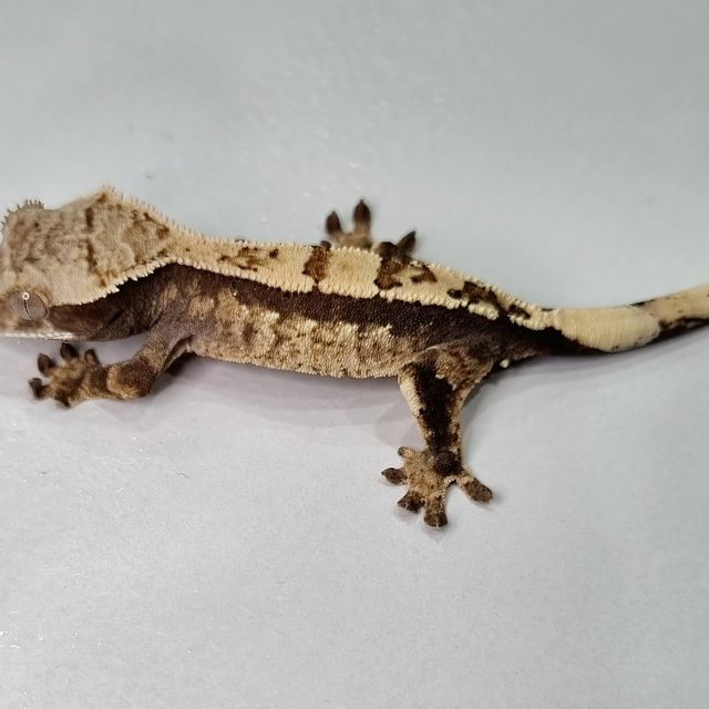 세이블 트라이