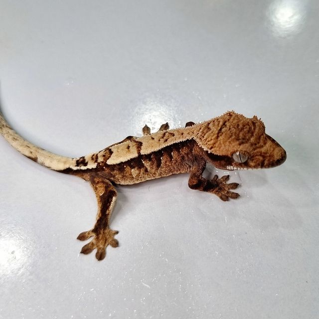 세이블 트라이 텐저린