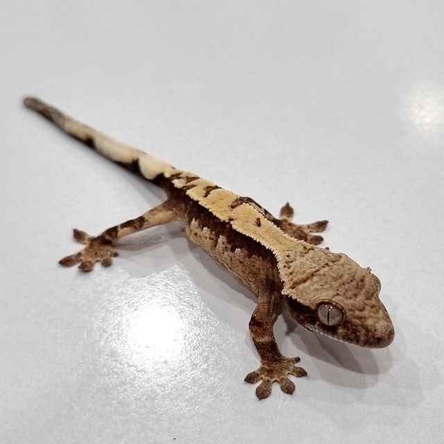 세이블