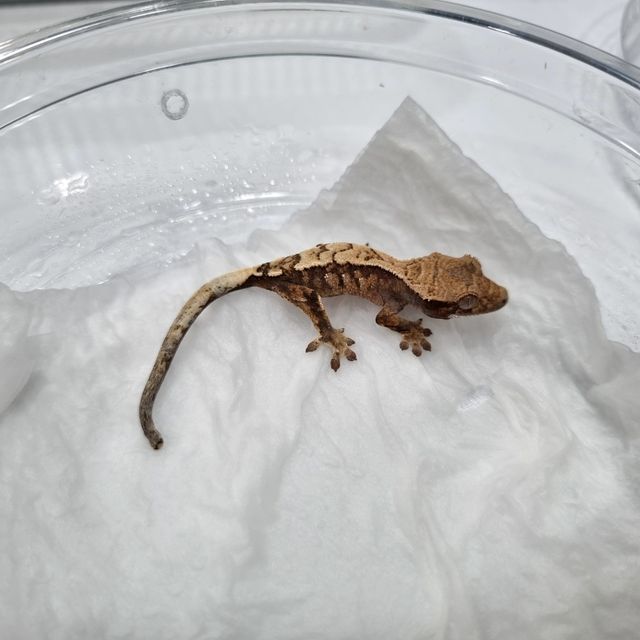 세이블