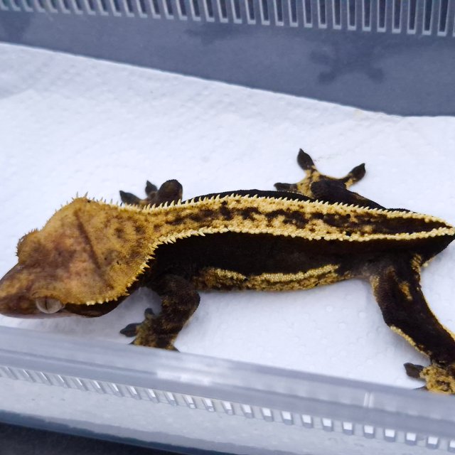 100%헷아잔틱 쿼드 풀핀