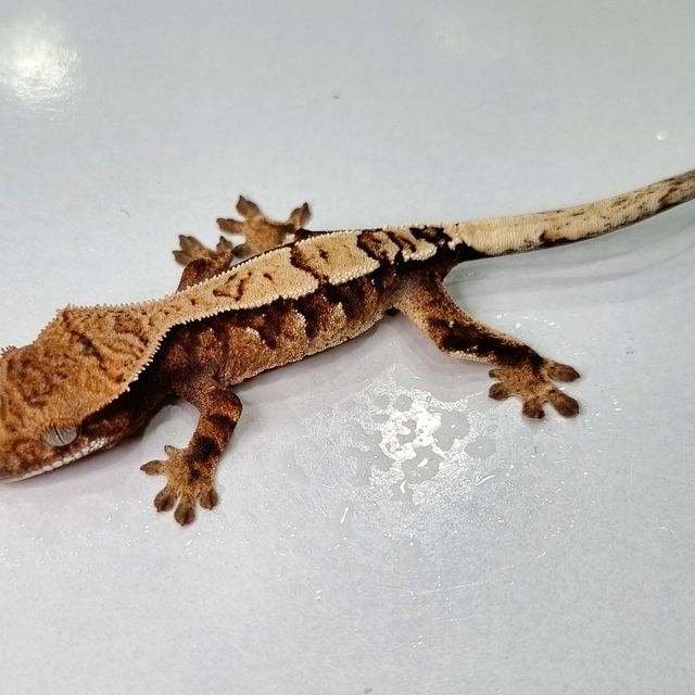 세이블 트라이 텐저린