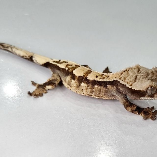 세이블 트라이