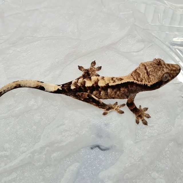 세이블 트라이