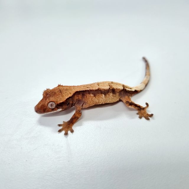 세이블 트라이 텐저린