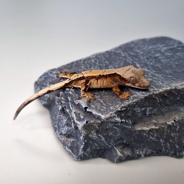 세이블 트라이 드리피