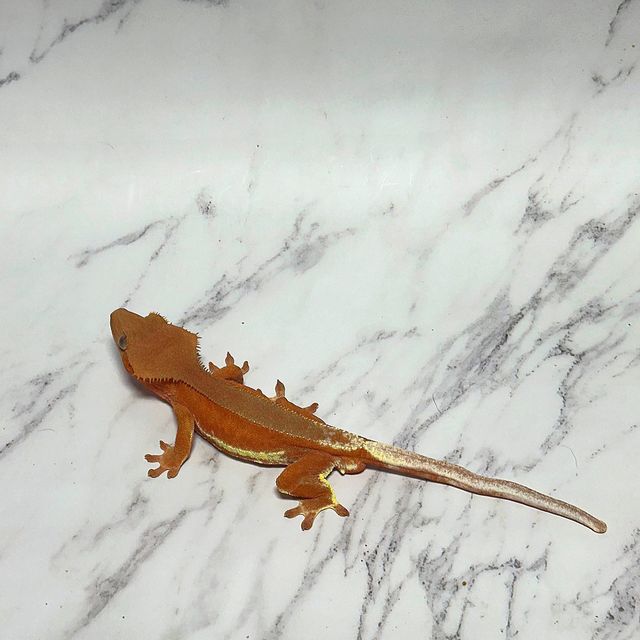 릴리화이트 팬텀 레드