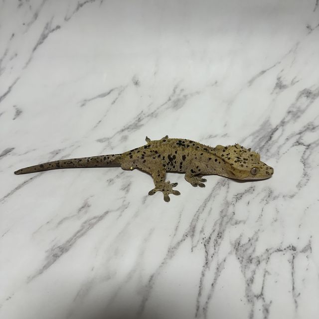 슈퍼달마시안