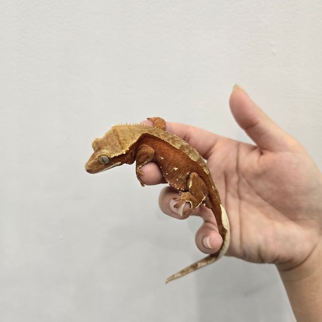 레드 바이