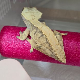 노멀 드리피 화이트스팟