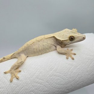 노멀 브린들 옐로우 크림 크림시클