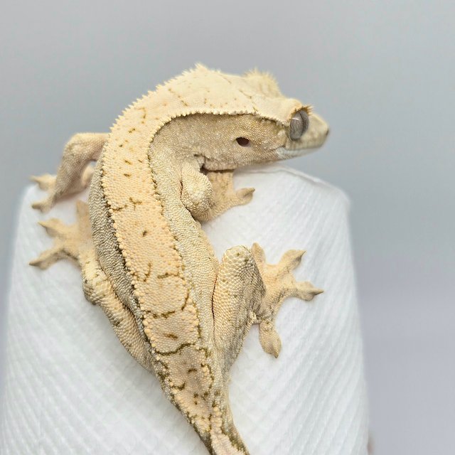 노멀 크림 크림시클