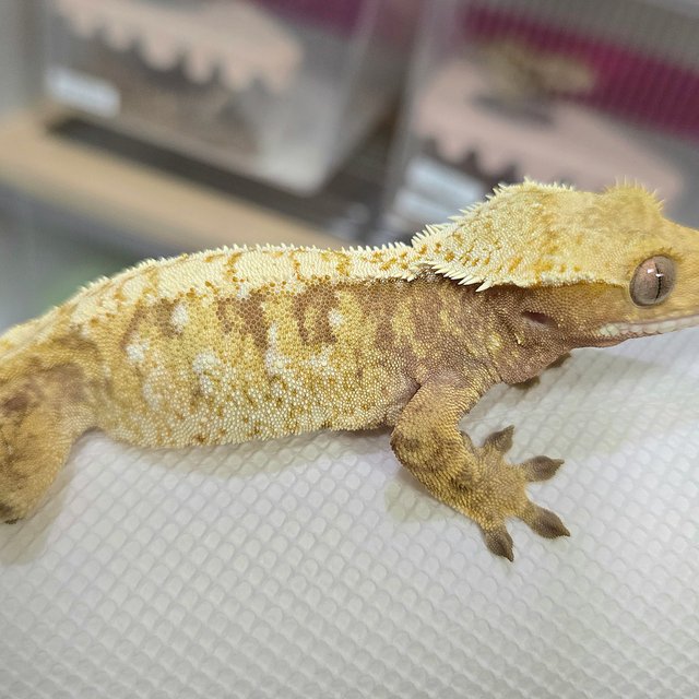 노멀 드리피 화이트스팟