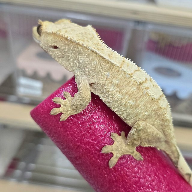 노멀 크림 크림시클