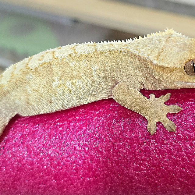 노멀 크림 크림시클