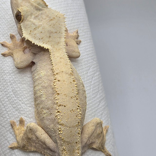 노멀 브린들 옐로우 크림 크림시클