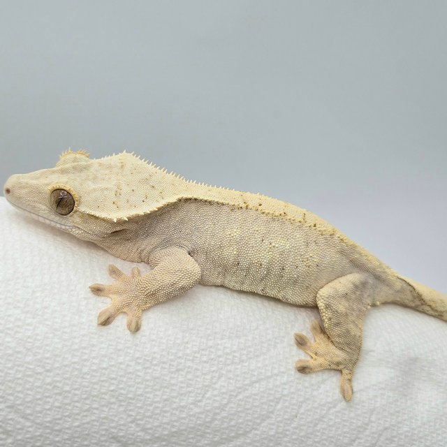 노멀 브린들 옐로우 크림 크림시클