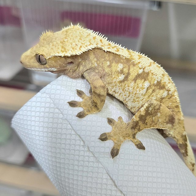 노멀 드리피 화이트스팟