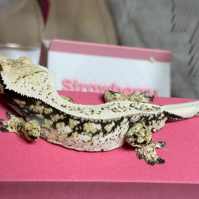 노멀 드리피 화이트스팟