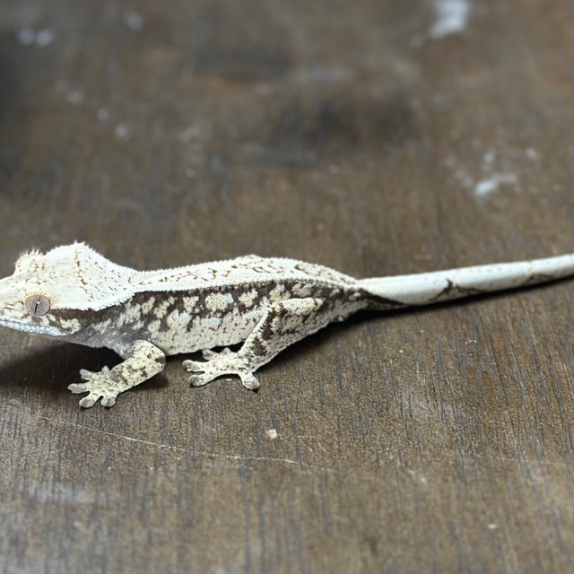 노멀 드리피 화이트스팟