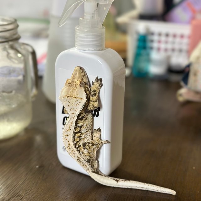 노멀 드리피 화이트스팟