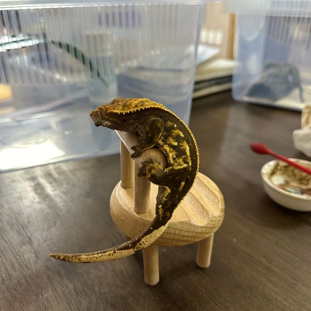 노멀 핀스트라이프
