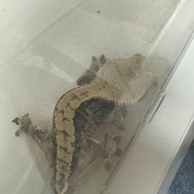 노멀 블랙 플레임