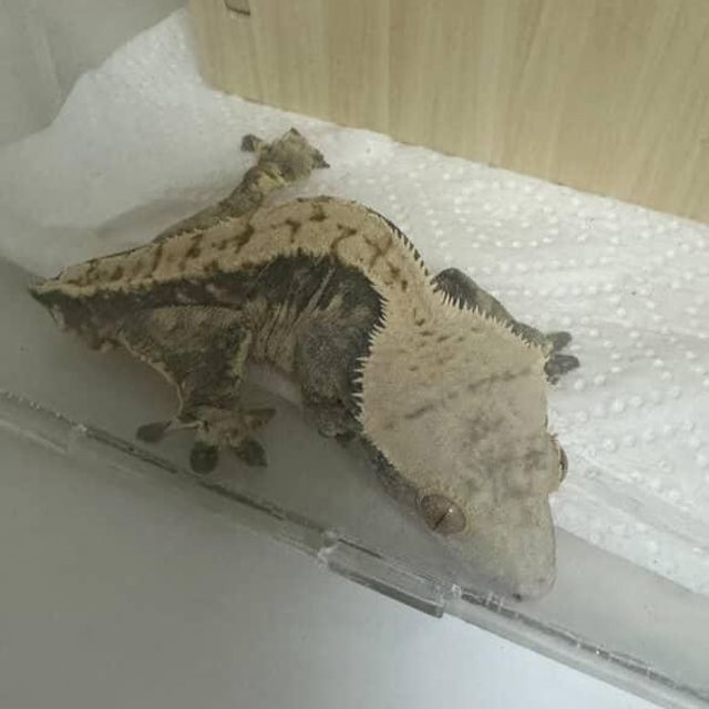 노멀 블랙 플레임