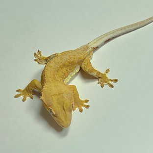 레몬이
