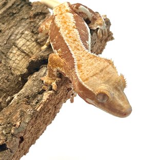 릴리화이트 옐로우