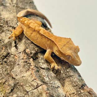 옐로우 크림시클