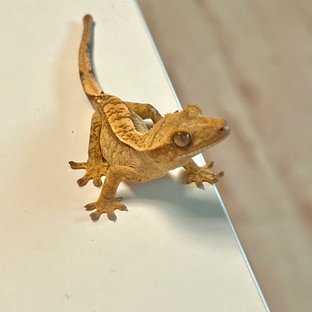 옐로우 크림시클