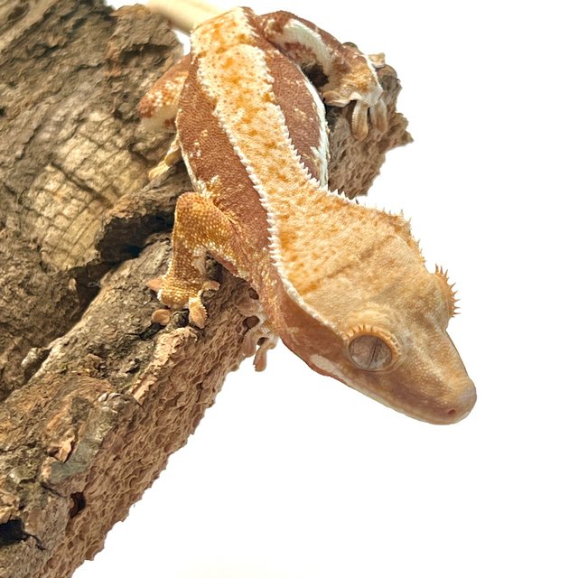 릴리화이트 옐로우