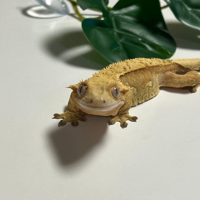 옐로우 크림시클