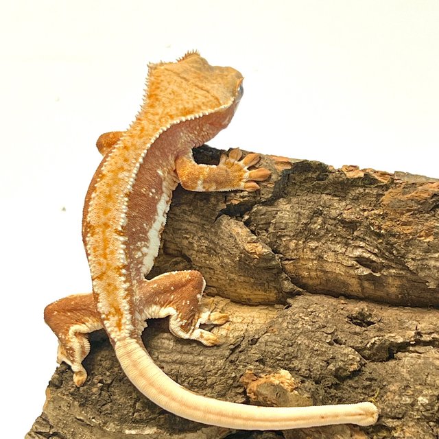 릴리화이트 옐로우