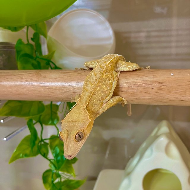 릴리화이트 옐로우