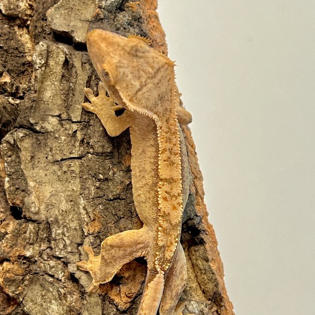 옐로우 크림시클