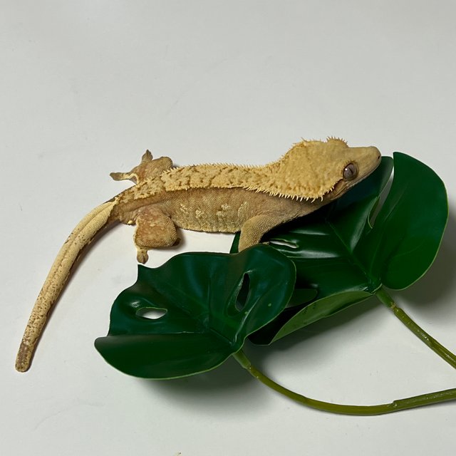 옐로우 크림시클