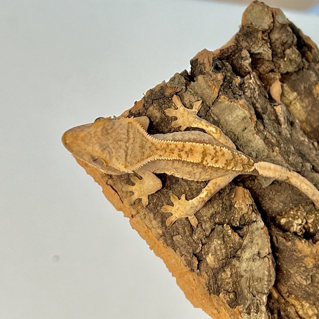 옐로우 크림시클