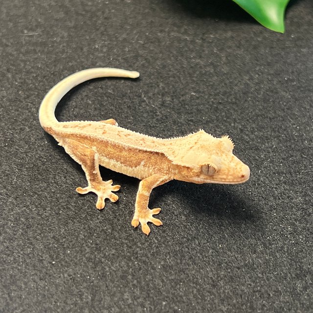 옐로우 릴리화이트