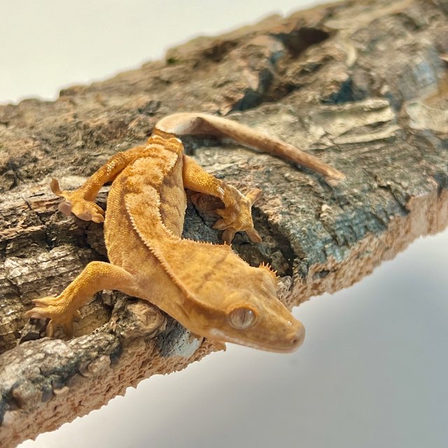 옐로우 크림시클