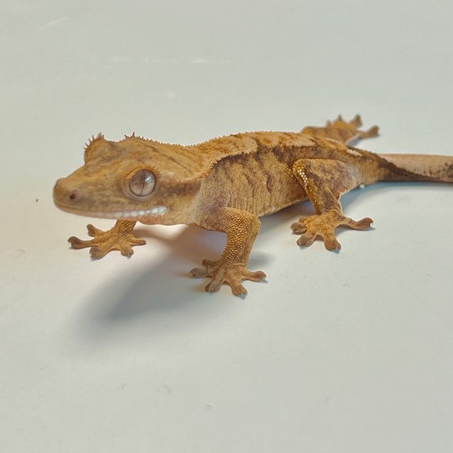 옐로우 크림시클