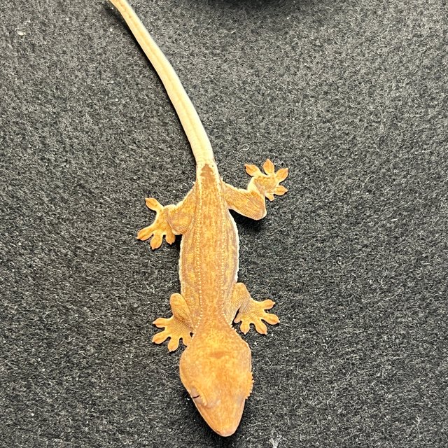 옐로우 팬텀 릴리화이트